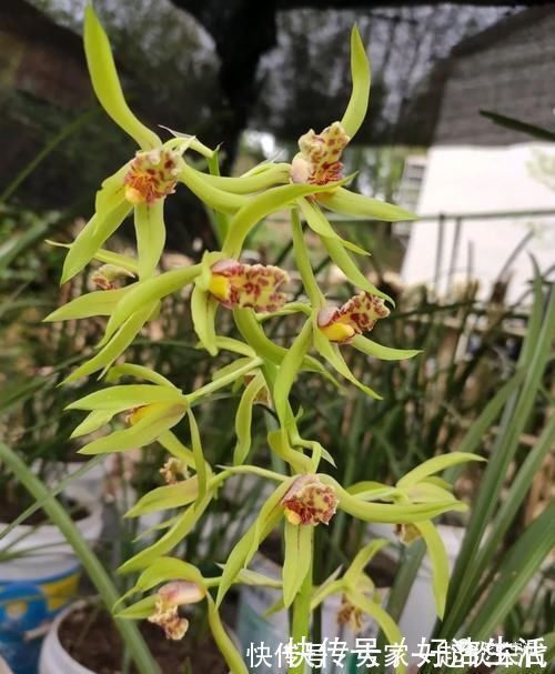 根壮|兰花适合“懒养”，这三点别做太勤快，才会根壮叶绿，花开不断！