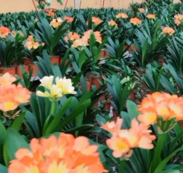 君子兰养不好几点做好了,叶纹深厚,每年都能开满花!