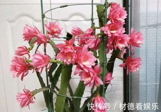 盆栽|盆栽令箭荷花，叶片倒伏做“2点”，开花如“碗”大，一次开爆盆