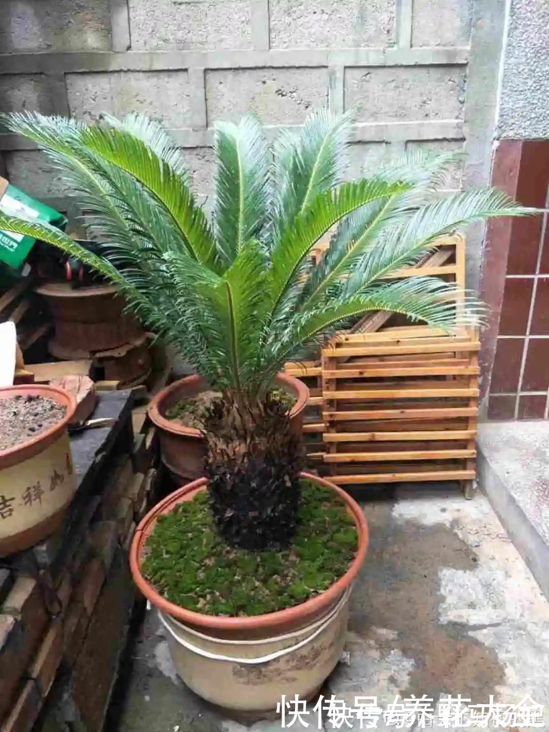 火棘|农村当柴烧的花,原来可以当盆景,给一千块也不卖