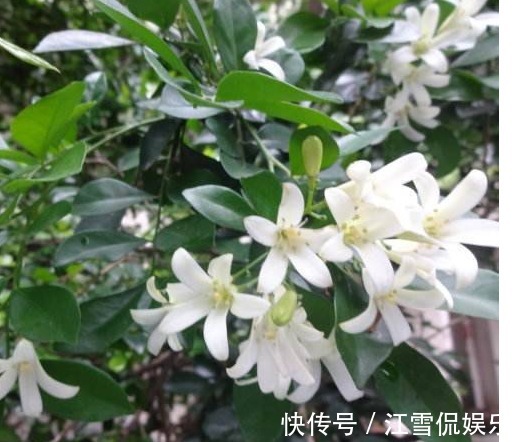 腰椎间盘突出|农村的野花,腰椎间盘突出,颈椎痛的“死对头”坚持七天治愈