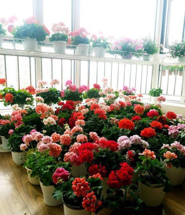 几款艳丽的花卉,漂亮又好闻,四季繁花似锦,姿色艳丽