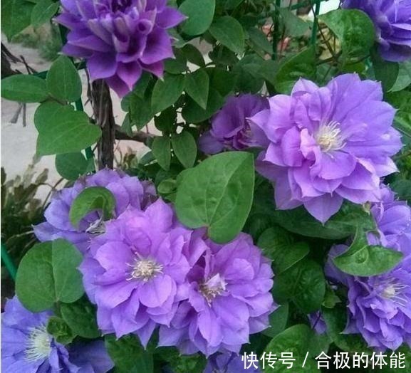 小花|她在小院子里种了一种花，开花独特又漂亮，路人都说“头回见”！