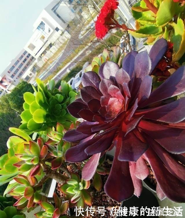 养护|春天养多肉,半个月就变成“胖墩子”,叶子又肥又圆!