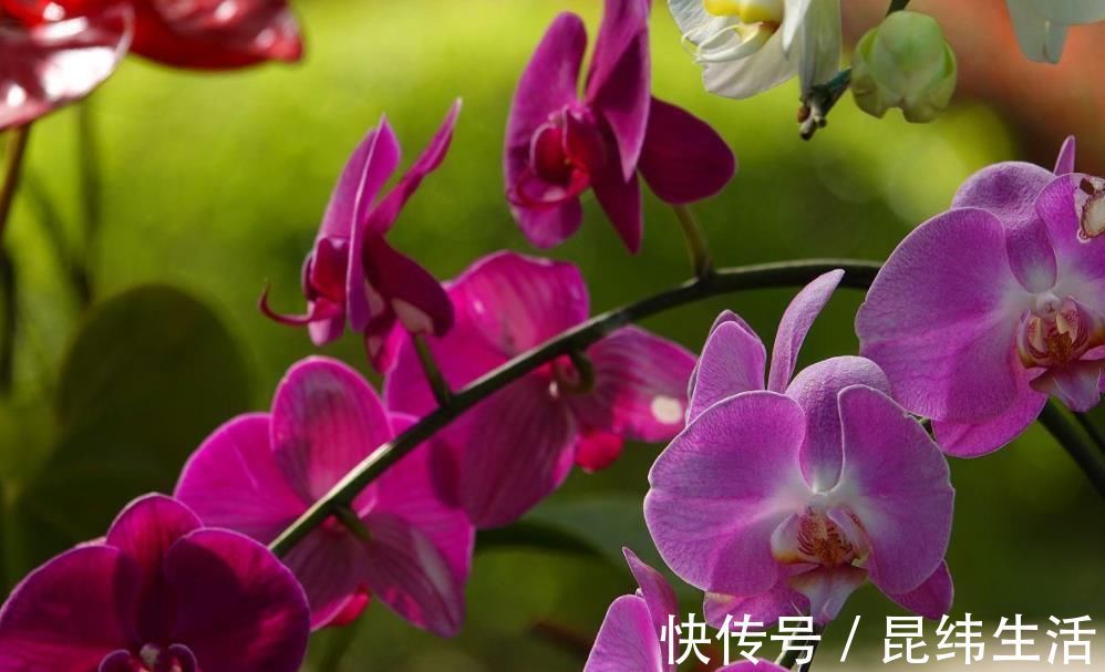 光照不好的地方,养这3种花,一样长得好