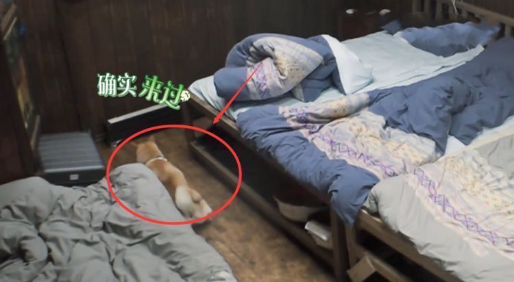 張藝興《向往5》翻車告訴我們：錄節(jié)目請認真，別總拿工作當借口