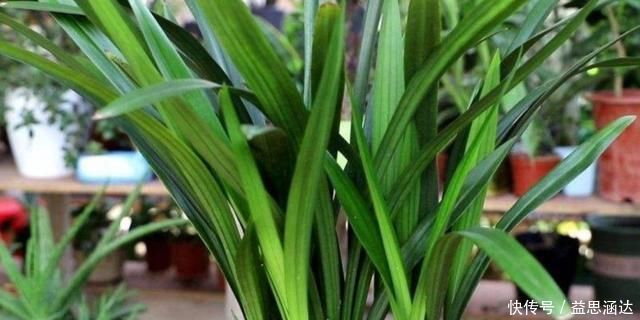 养兰花这点最关键,发芽多又壮,开花多又香,年年开花不断