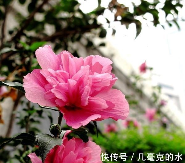 人养花,花亦养人!8种能“吃”的花,漂亮又美味,建议养一盆!