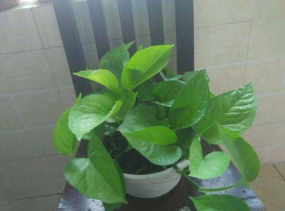 爷爷养花从不用“淘米水”,盆里倒“2种料”,6天1次,窜窜长