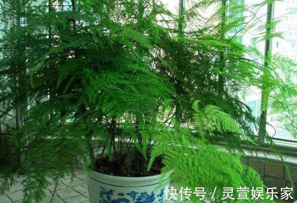 文竹|悄悄告诉你,养花高手都会的10个“小妙招”,学会以后,事半功倍