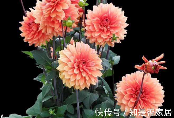 绣球花|养花试试这几款,花开绚烂醒目,有着欢畅热烈的空气