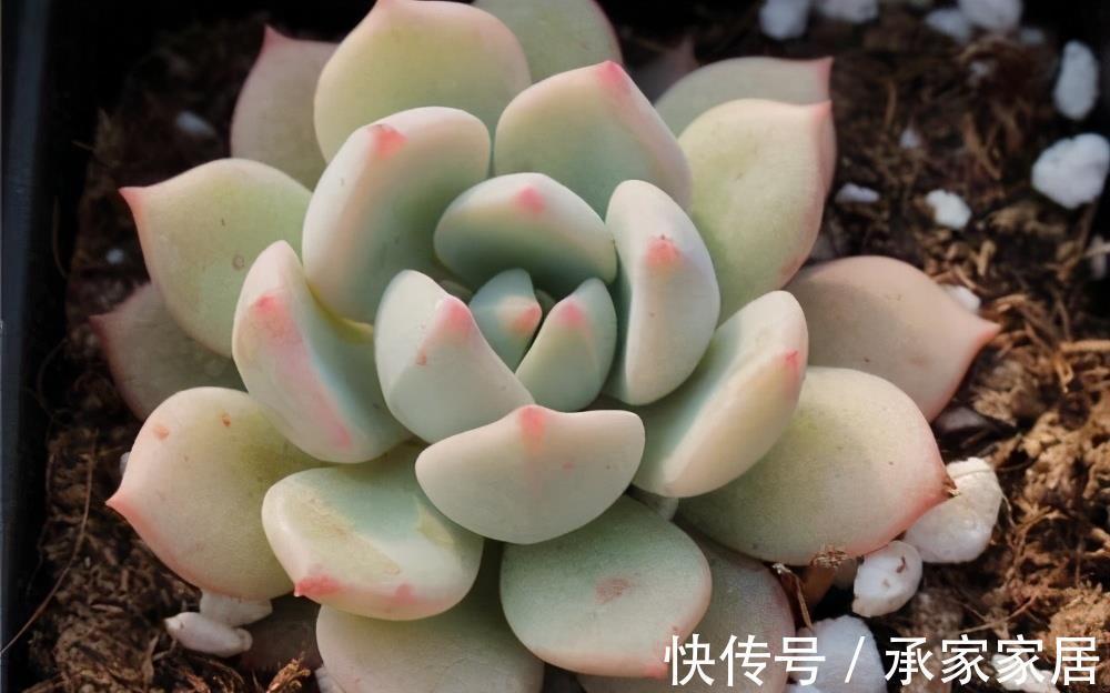 颜色|蜜桃格林，阳台上控养效果很明显的多肉，叶片短而圆，颜色粉嫩