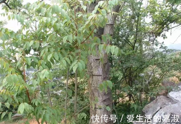 金皮树|认识植物界的“六大毒树”,看到“绕道走”,涨知识不吃亏