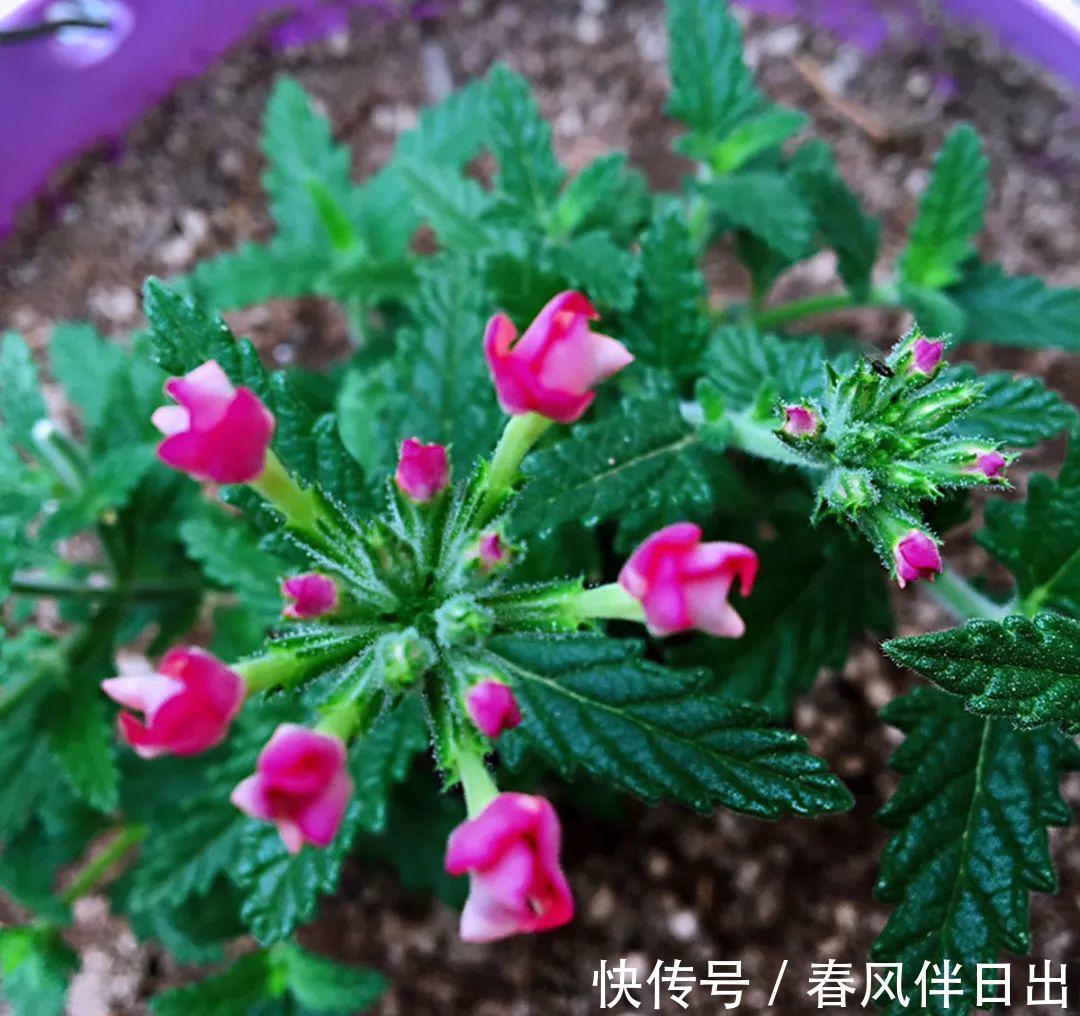 施肥|8种花赶紧剃头,剃得越狠,开花越多