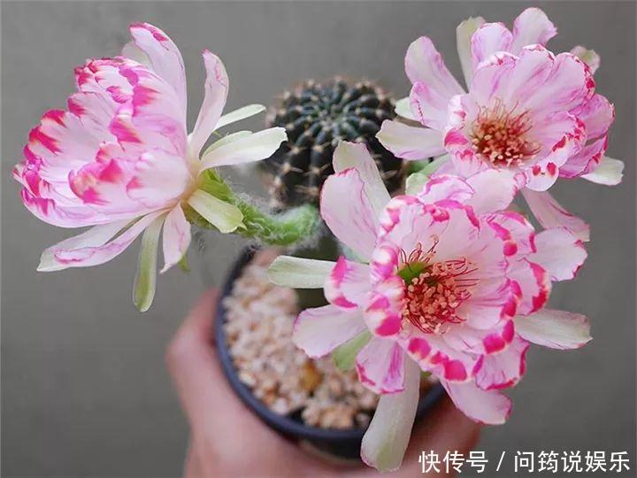 鸾凤玉|今年最火的奇葩多肉,价格这么贵,还有人抢着买!