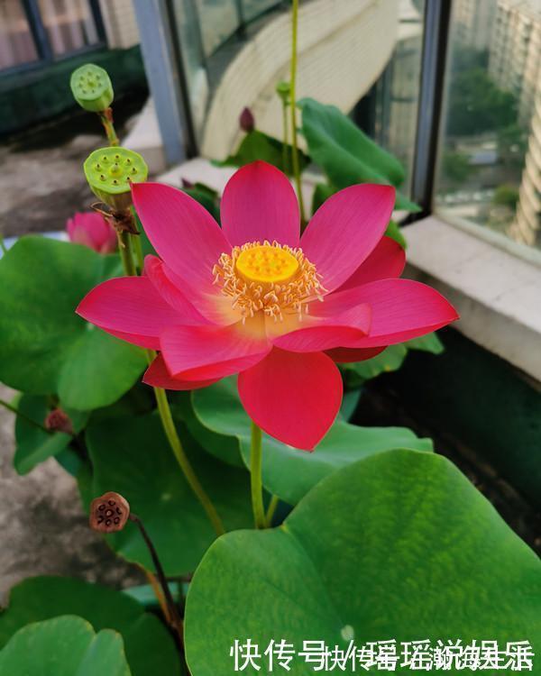 能养阳台上养的荷花,有个碗就行,种植容易,开花超美,值得拥有