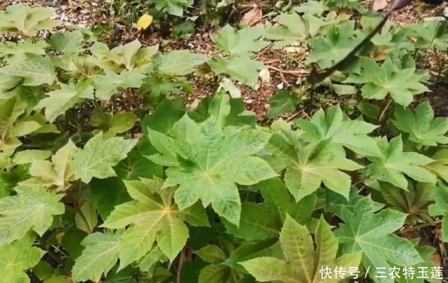 中年|农村这种有毒的植物,种子榨油却能卖上百元一斤,对烫伤很有帮助