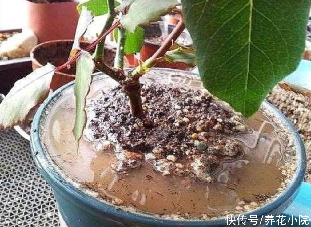 黄叶|夏天养花，一定别乱浇水，不然容易烂根黄叶