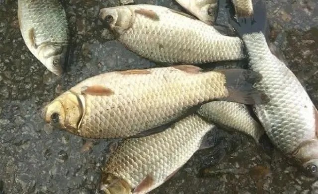 野钓|天气冷,鱼就不好钓了?别被坑了,只要精选3大招式,板鲫越钓越大