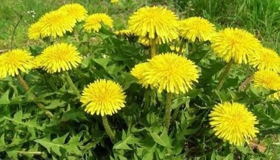 血糖|高血糖人群,3种“碱性食物”尽量多吃,血糖悄悄降下来!