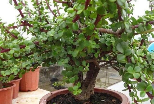 3种名贵盆景山上遍地有,教你养护技巧,个个价值高造型佳