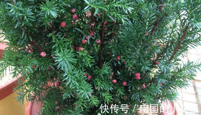 观赏价值|养殖红豆杉,作为园丁,该怎么让盆栽长得好看?