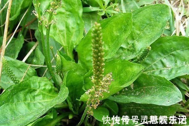 暑热泄泻|车前草药食同源,车前草有哪些功效和作用,车前草怎么吃?