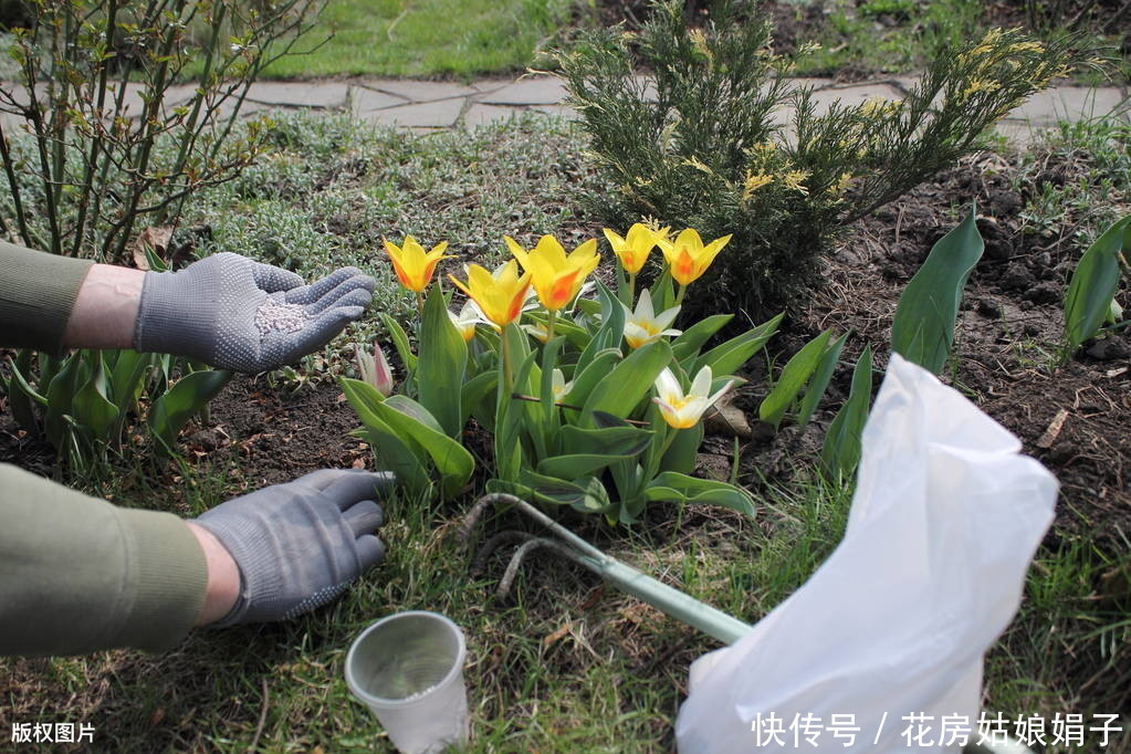 娟子|别乱给花乱施肥了，娟子给你支招，3个施肥技巧，比啥多管用