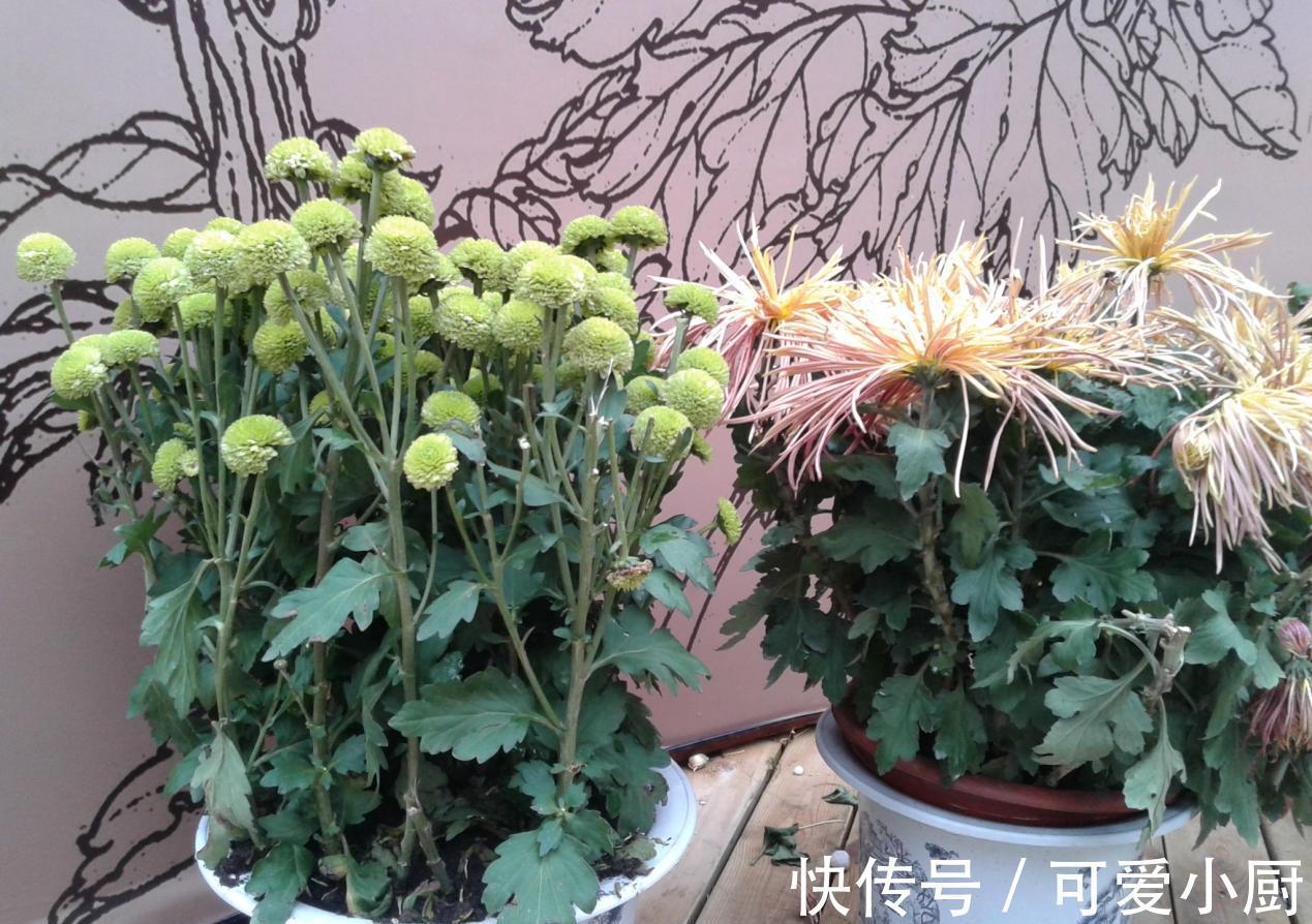 兰花|这6种好活的高颜值植物,老人最爱在家养殖