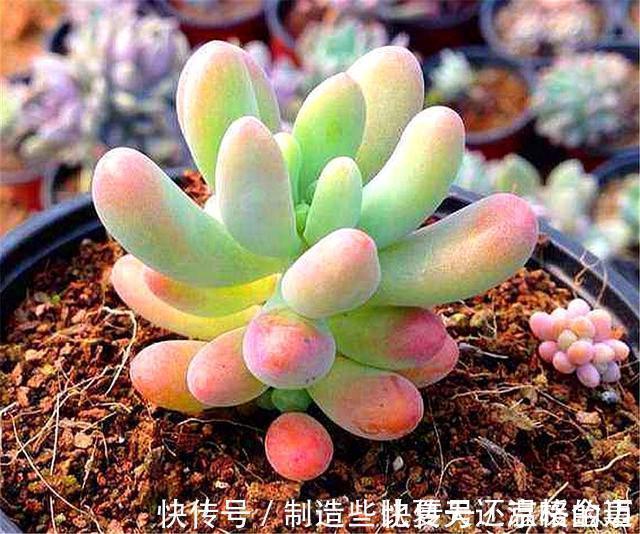 养护|多肉乙女心养护新方法,化整为零,养成果冻色大老桩