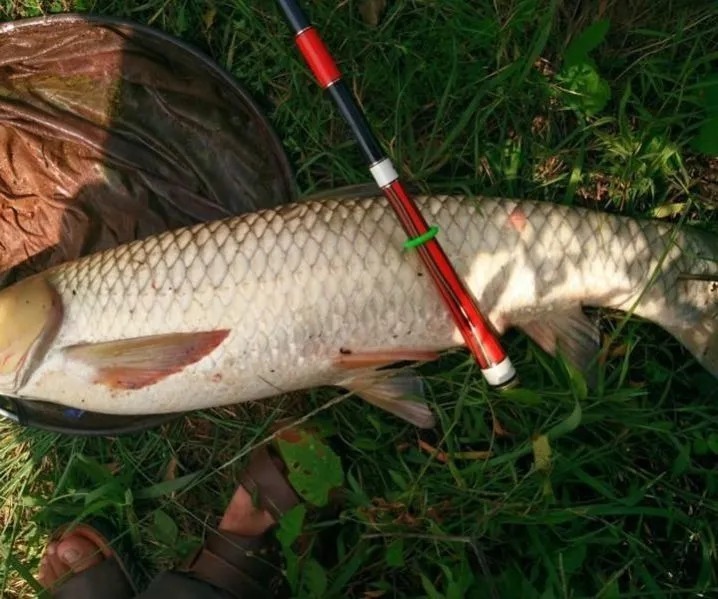 翘嘴|玉米钓鱼秘诀，再也不用看别人钓鱼表演，自己也能狂拉大鱼！