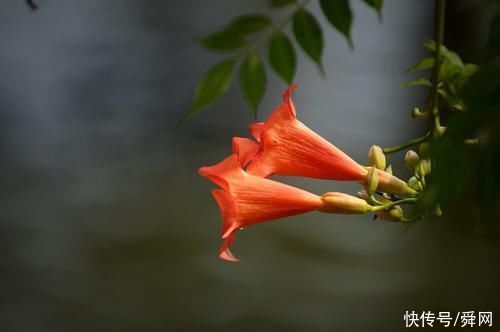 龙生肖龙|未来七天，红鸾星照耀，桃花运旺盛，轻松赢得异性芳心的生肖