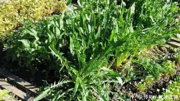 蒲公英,被称为“药草皇后”,请记住“6功效、7搭配、8禁忌”