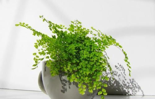 养殖|几种植物,不要养殖在卧室里面,不然就别想睡好觉!