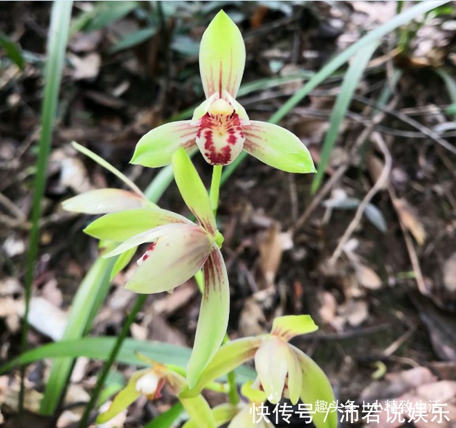 新手养兰|新手养兰,学会“3多3少”,兰花长得旺、常爆盆、开花多