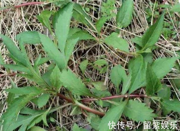 野菜|农村常见的3种野菜，营养丰富，常吃增强体质，养生保健很不错！