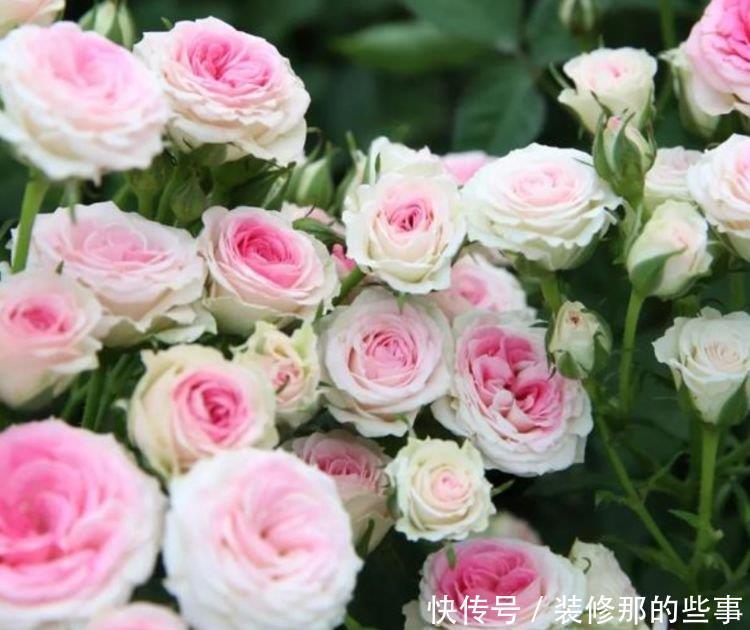 家养此款花卉，开花勤爱爆盆，从年头“香”到年尾