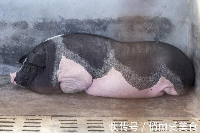 心血管疾病|以前吃猪油,为啥很少心血管疾病?现在不吃了,病却多了起来?