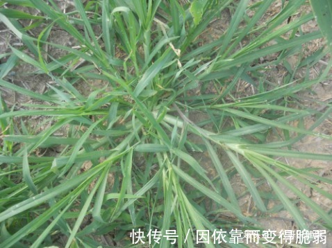 止咳藥|牛羊愛吃的一牧草，卻是“天然止咳藥”，加水煎汁喝，明目還潤肺