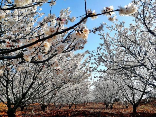 新平平甸：百亩樱花怒放“花田喜事”