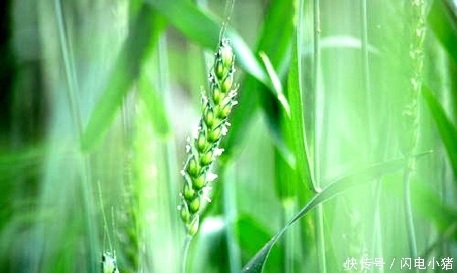 无花|千古名诗70首,诗中有画,再现了几千年来《清明》的风土人情