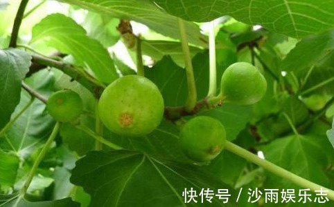 无花果叶|以下叶子是女人最爱，拿来泡水喝，每天一杯，美容养颜、燃烧脂肪