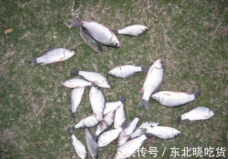 不空军和这些饵料搭配,野钓鲫鲤草,真的不空军