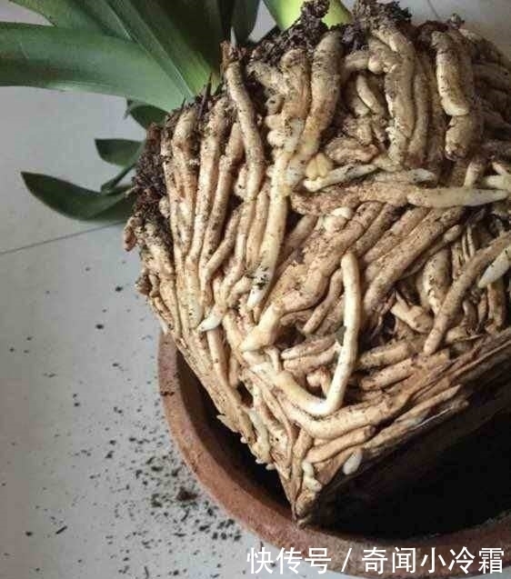 打翻|养了10年的君子兰打翻,看清它根部后,还敢养这些植物吗?