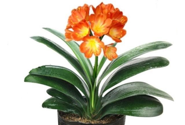 君子兰|一直不生长、不开花的君子兰，他只用了两点，当年就开花几十朵！