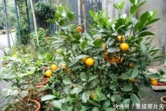 啤酒肥|家中有“它们”不要扔，将它们一处理，养花再不缺化肥、花土了