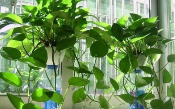 绿萝叶绿长得精神，以下几点养护方法，盆盆绿萝长爆盆