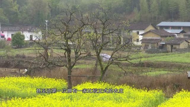 观赏|不用人挤人！免费观赏！广州300亩“金黄花”开满村，只持续2个月！