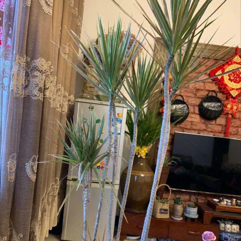 大叶|10种花越高越值钱，能长到2米，大高个霸气镇宅！