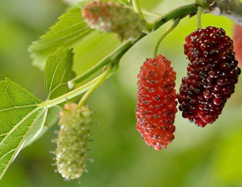 排毒养颜|爱美女性要多吃3种食物，排毒养颜，滋润身体，有益健康